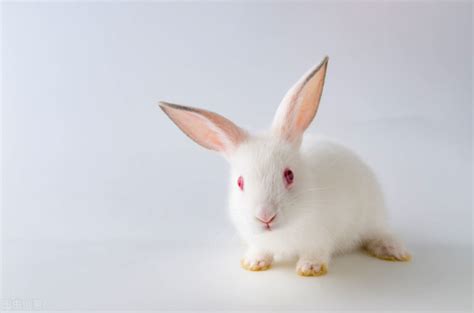 兔子 的 特徵
